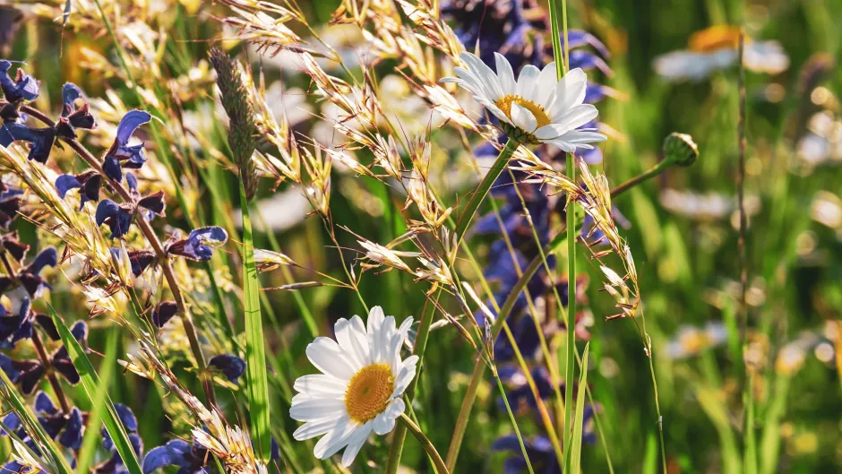 daisies-3430133_1920